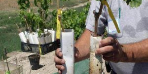 Výsadba hroznů na podzim s pokyny krok za krokem